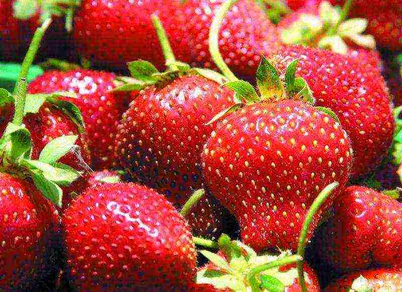 good variety of strawberries