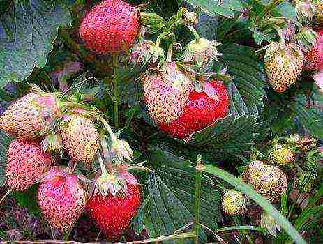 good variety of strawberries