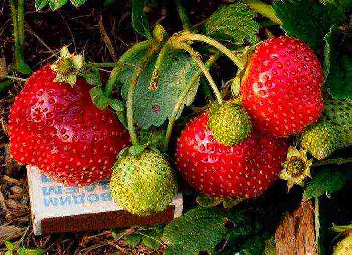 good variety of strawberries