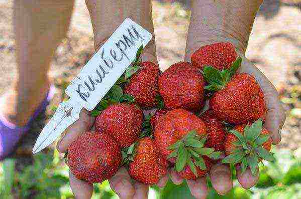 good variety of strawberries