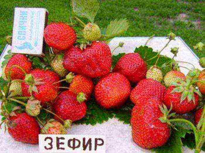 good variety of strawberries