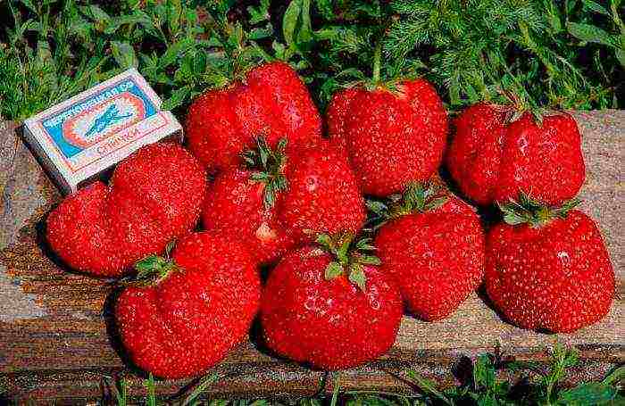 good variety of strawberries