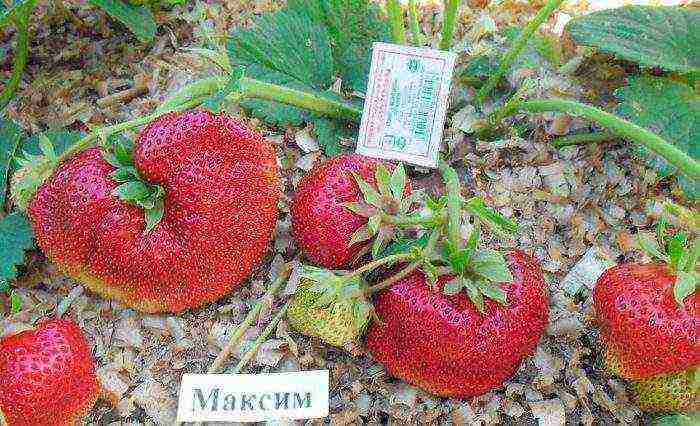 good variety of strawberries