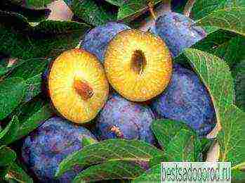 good variety of plum