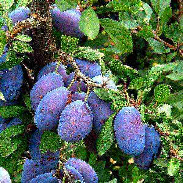 good variety of plum