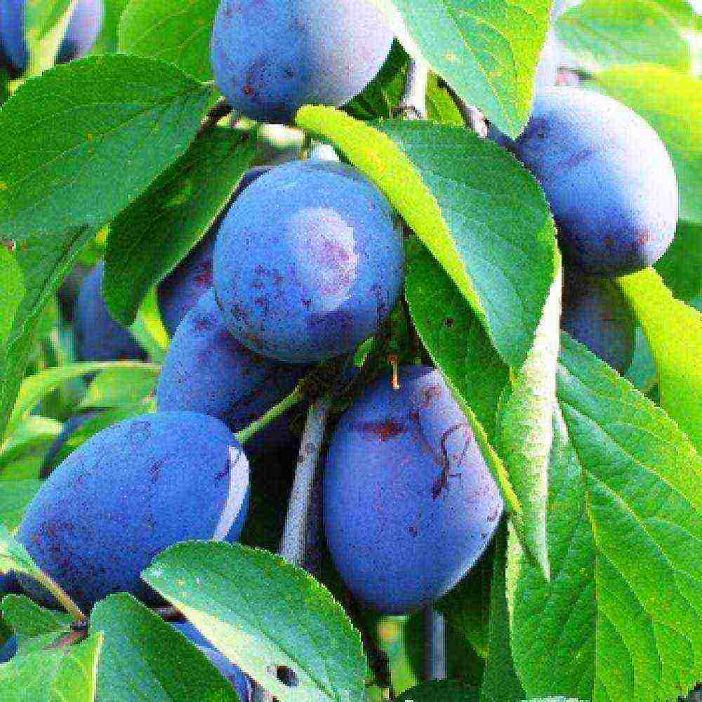 good variety of plum