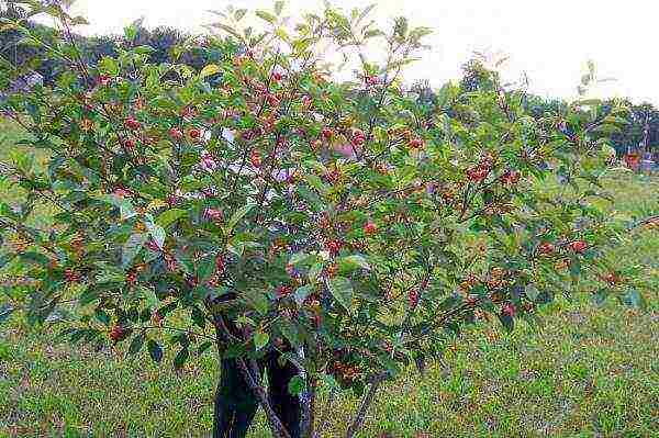 good variety of cherries