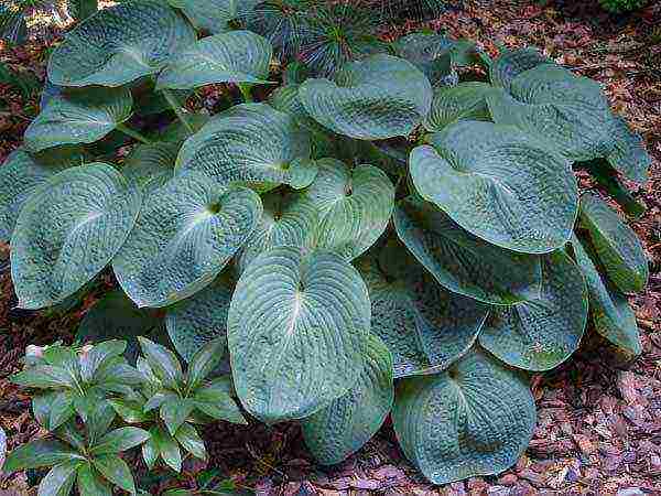 hosta patriot planting and care in the open field