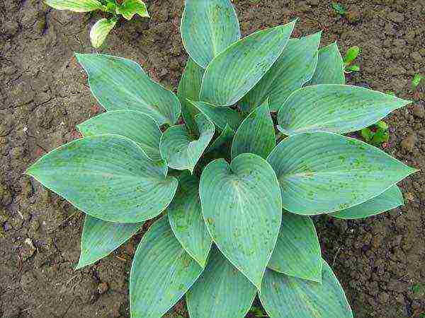 hosta patriot planting and care in the open field