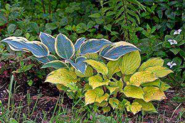 hosta patriot planting and care in the open field