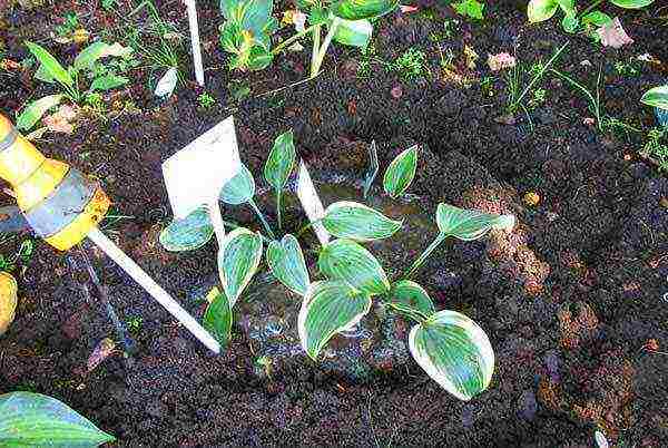 hosta patriot planting and care in the open field