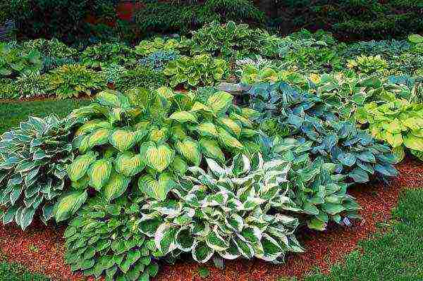 hosta patriot planting and care in the open field