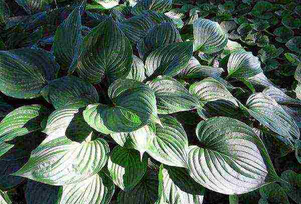 hosta patriot planting and care in the open field