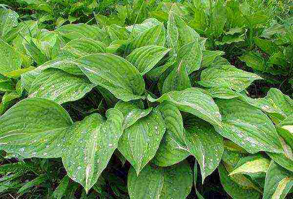 hosta patriot planting and care in the open field