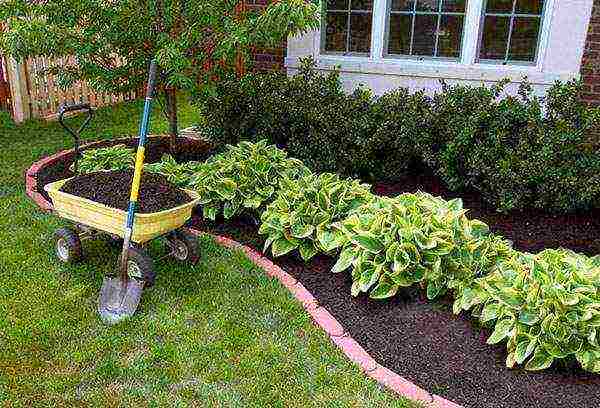 hosta patriot planting and care in the open field