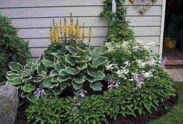 hosta patriot planting and care in the open field