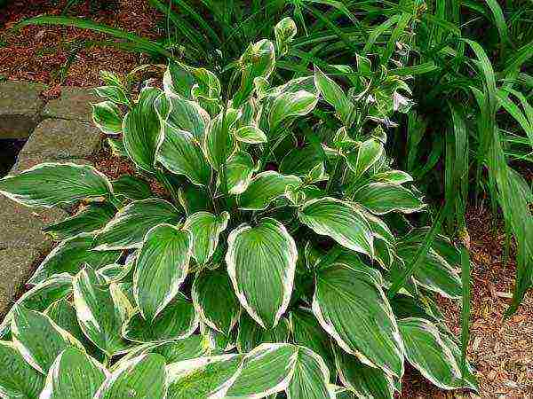 hosta patriot planting and care in the open field