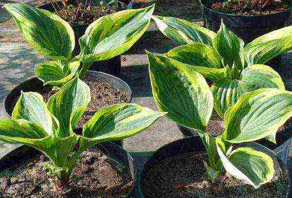 hosta patriot planting and care in the open field