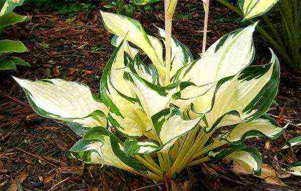 hosta patriot planting and care in the open field