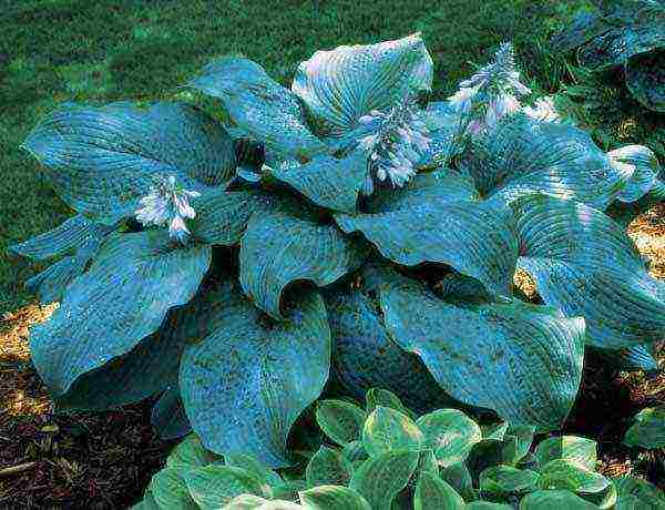 hosta patriot planting and care in the open field