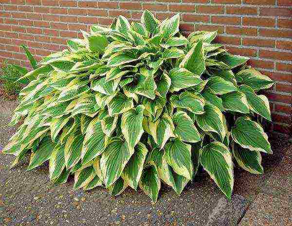 hosta patriot planting and care in the open field