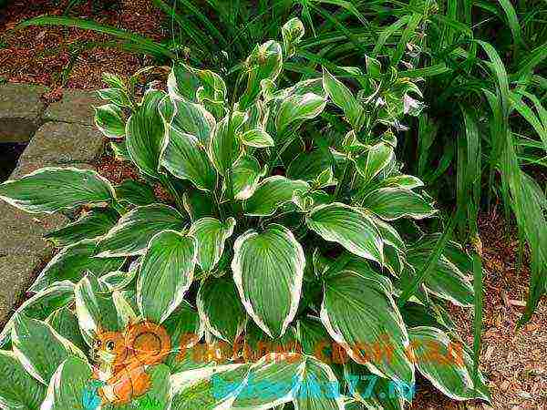 hosta patriot planting and care in the open field