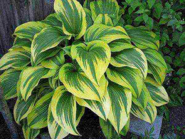 hosta patriot planting and care in the open field