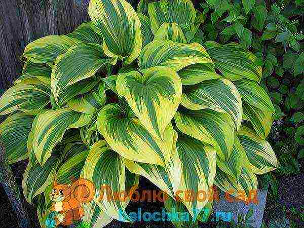 hosta patriot planting and care in the open field