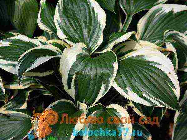 hosta patriot planting and care in the open field