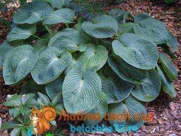 hosta patriot planting and care in the open field