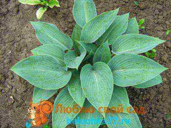 hosta patriot planting and care in the open field