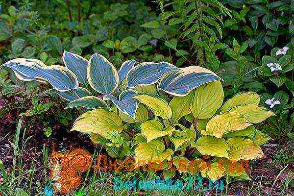 hosta patriot planting and care in the open field