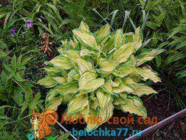 hosta patriot planting and care in the open field