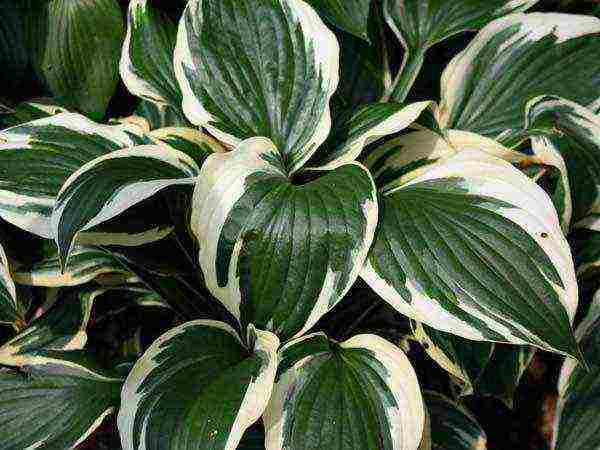 hosta patriot planting and care in the open field