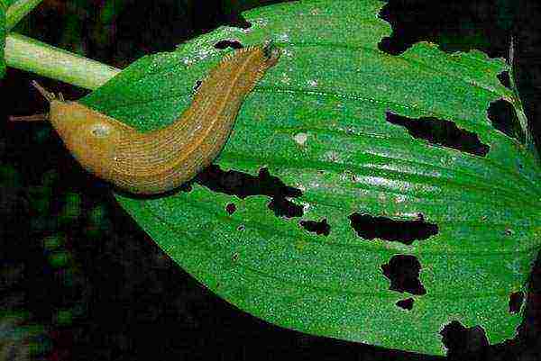 hosta pagtatanim at pangangalaga sa bukas na bukid sa siberia