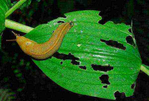 hosta pagtatanim at pangangalaga sa bukas na bukid sa siberia