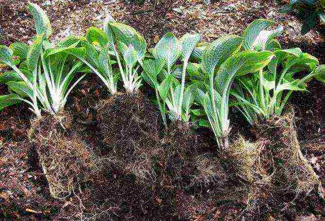 hosta planting and care in the open field in siberia