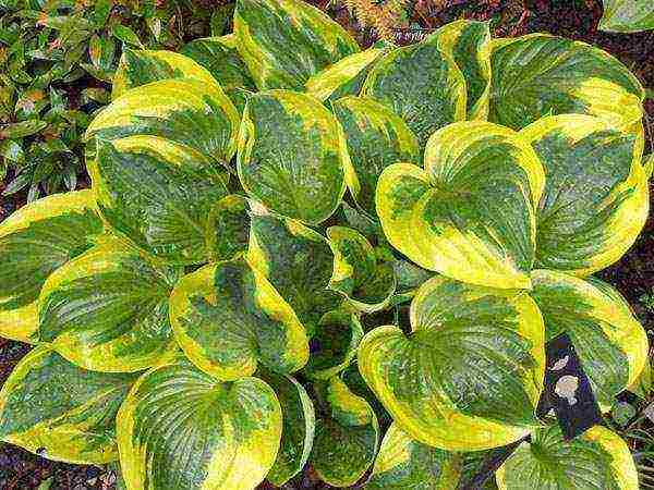 hosta planting and care in the open field in siberia