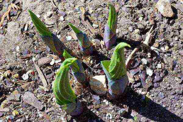 hosta planting and care in the open field in siberia