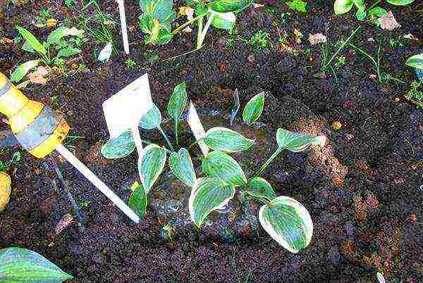 hosta planting and care in the open field in siberia