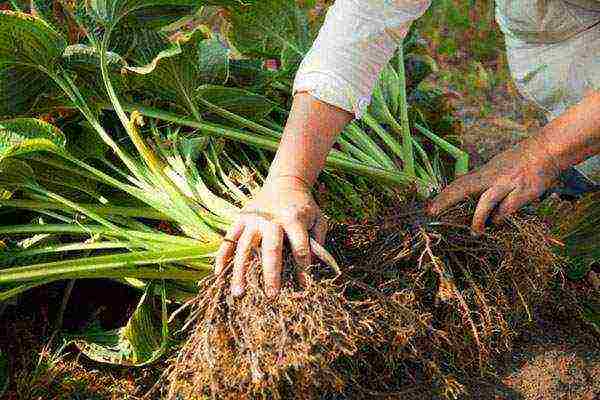 hosta planting and care in the open field in siberia