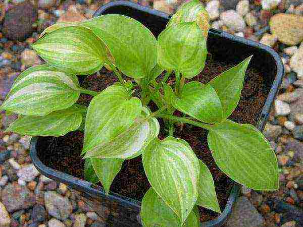 hosta planting and care in the open field wintering