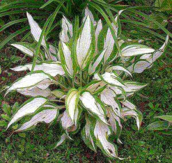 hosta planting and care in the open field wintering