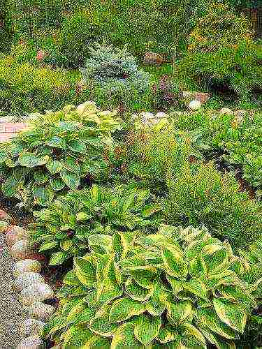 hosta planting and care in the open field wintering