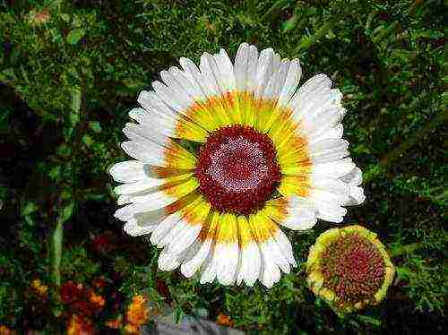 chrysanthemum keeled planting and care in the open field