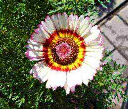 ang chrysanthemum keeled na pagtatanim at pangangalaga sa bukas na bukid