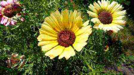 chrysanthemum keeled planting and care in the open field