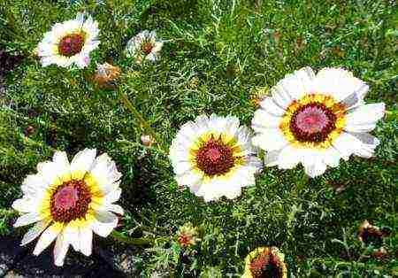 chrysanthemum keeled planting and care in the open field