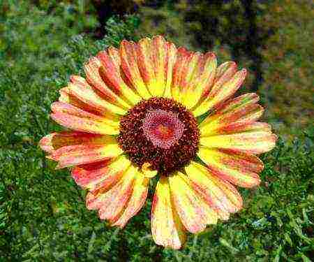 chrysanthemum keeled planting and care in the open field