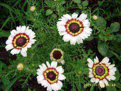 chrysanthemum keeled planting and care in the open field